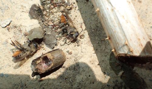 Megachile genalis
